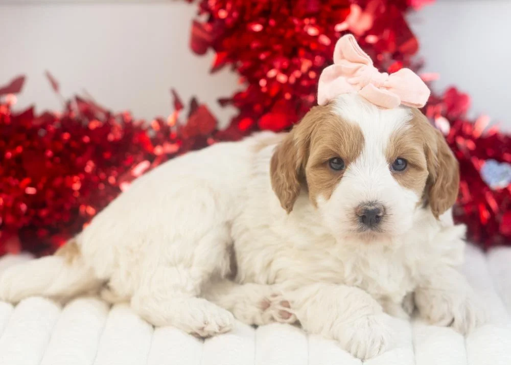 Annie goldendoodle for sale(2).jpg