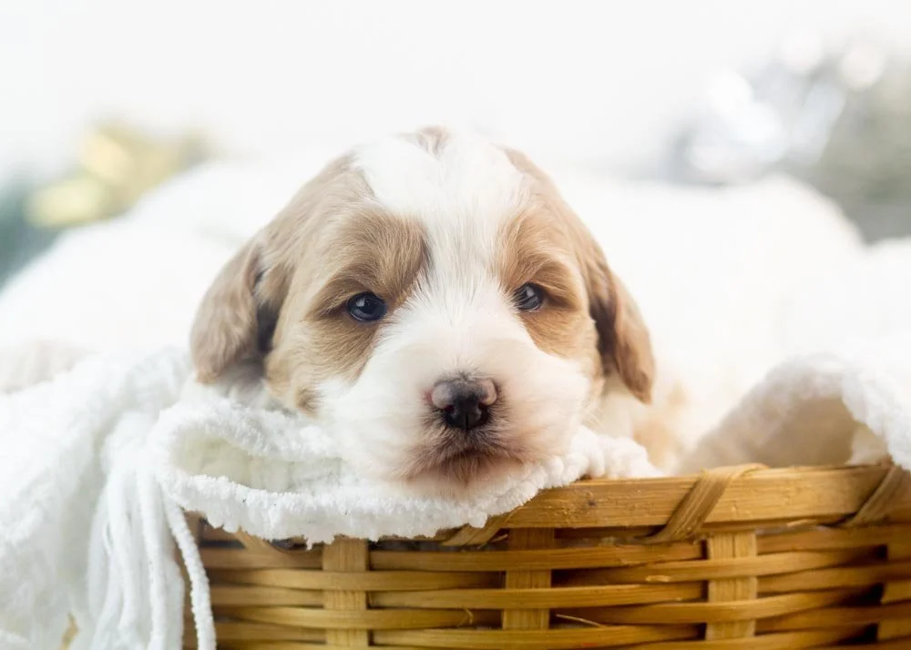 Annie goldendoodle for sale.jpg