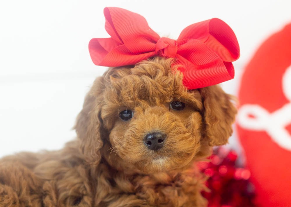 Jamie goldendoodle for sale(2).jpg