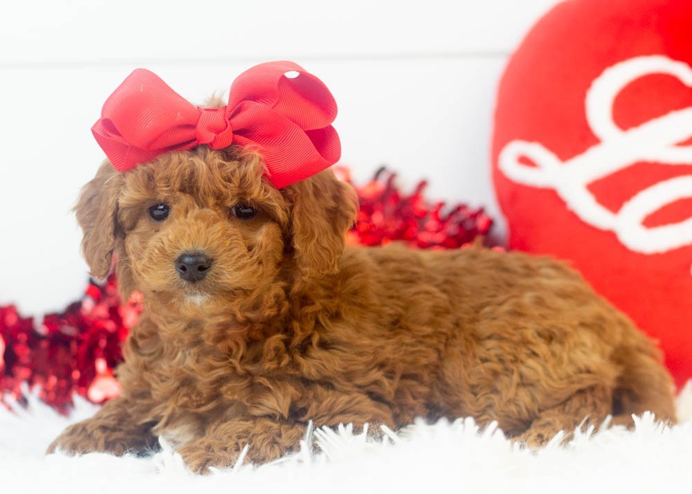 Jamie goldendoodle for sale.jpg