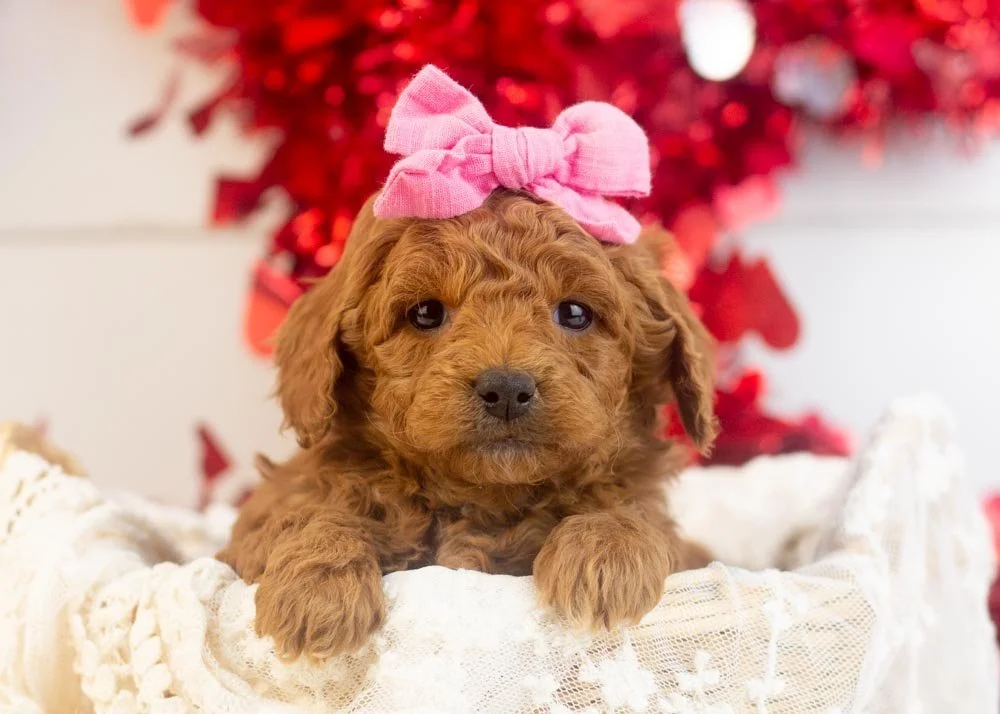 Jamie goldendoodle for sale.jpg