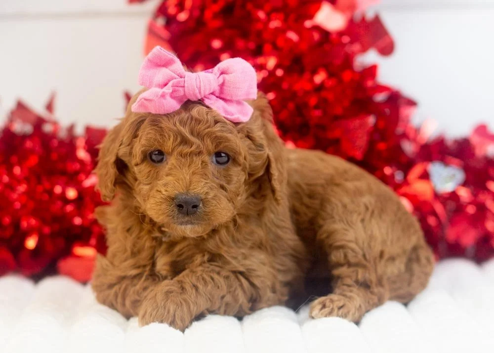 Jamie goldendoodle for sale(3).jpg