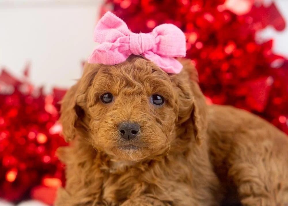 Jamie goldendoodle for sale(2).jpg