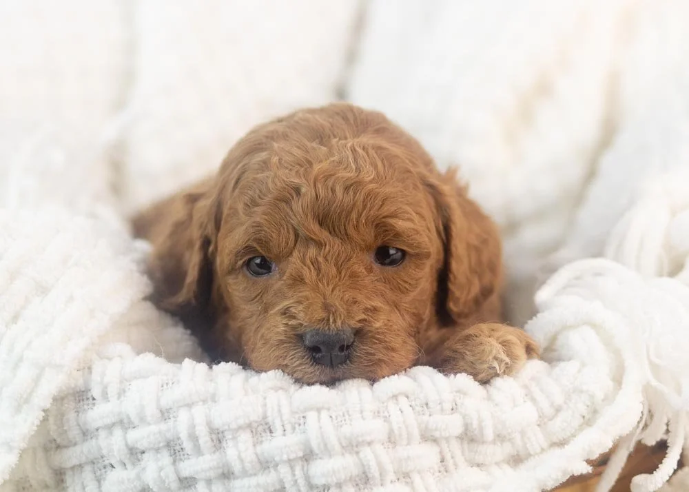 Jamie goldendoodle for sale.jpg