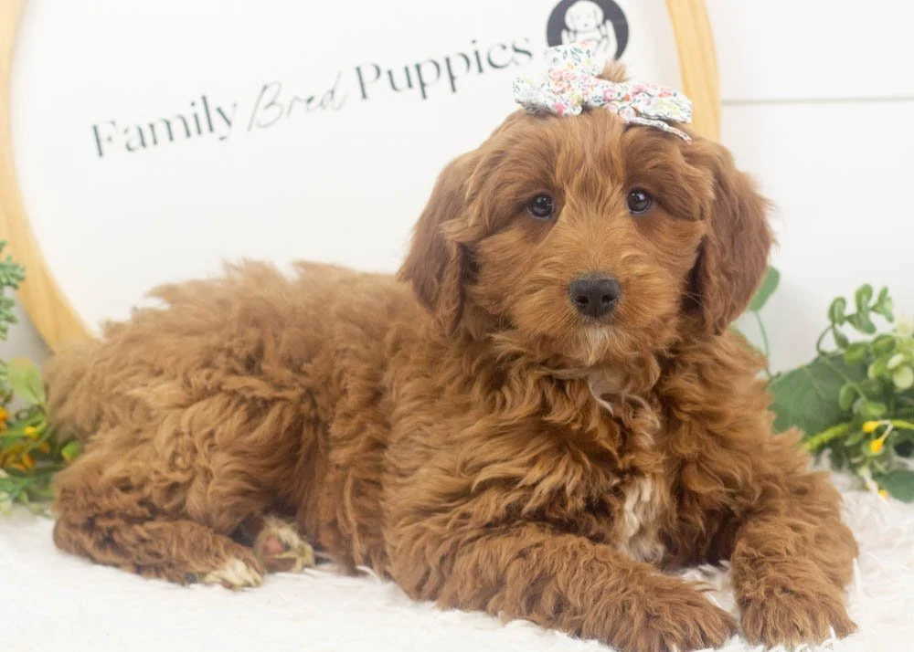 mckenna goldendoodle for sale(1).jpg