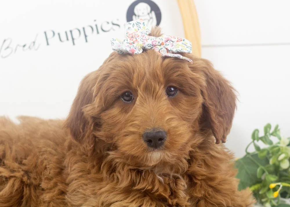 mckenna goldendoodle for sale(2).jpg