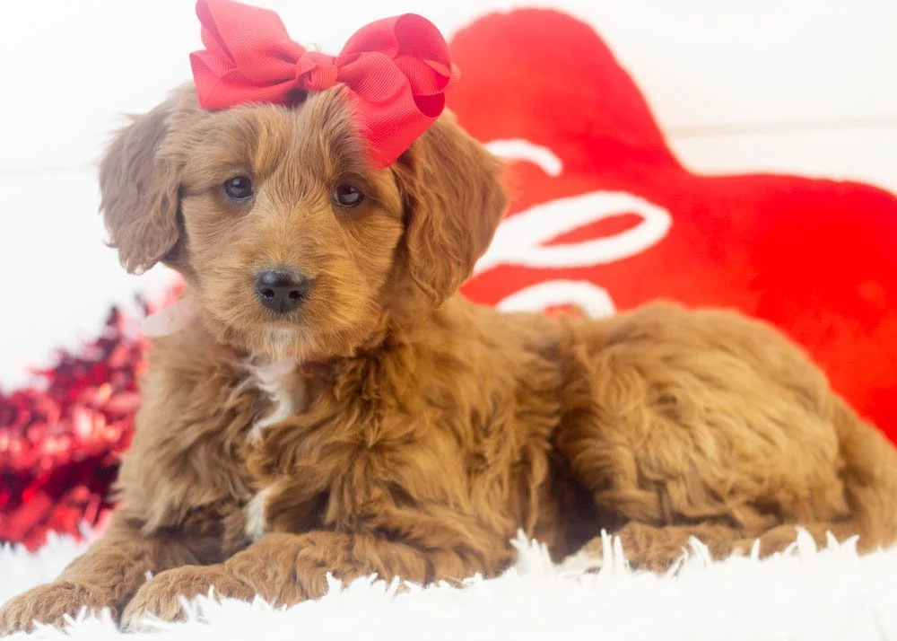 Mckenna goldendoodle for sale.jpg