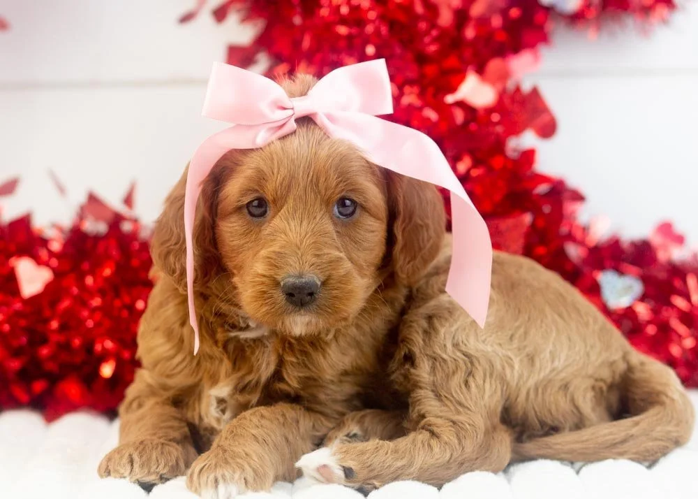 Mckenna goldendoodle for sale.jpg