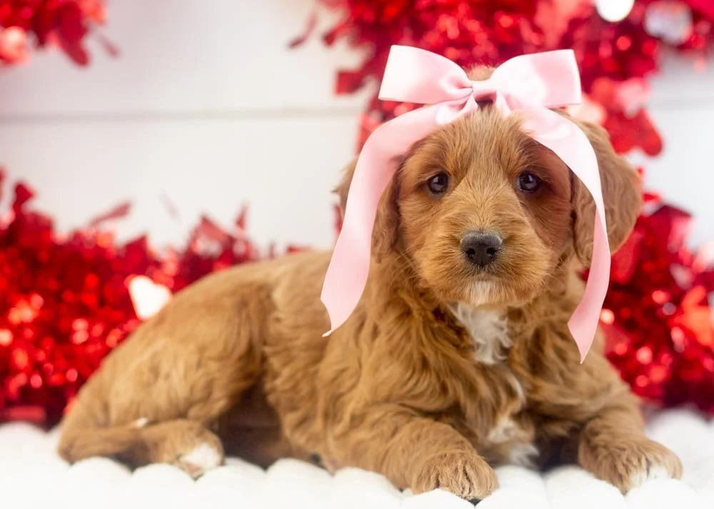 Mckenna goldendoodle for sale(2).jpg
