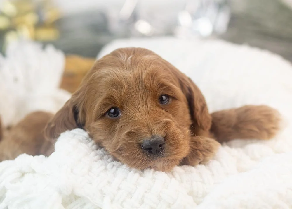 Mckenna goldendoodle for sale.jpg