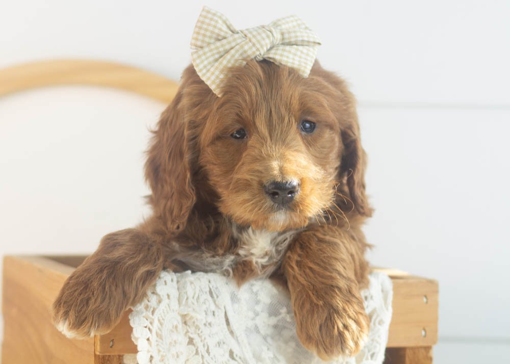 Lullaby goldendoodle for sale(1).jpg