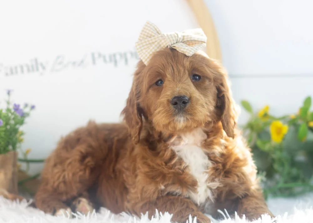 Lullaby goldendoodle for sale(2).jpg