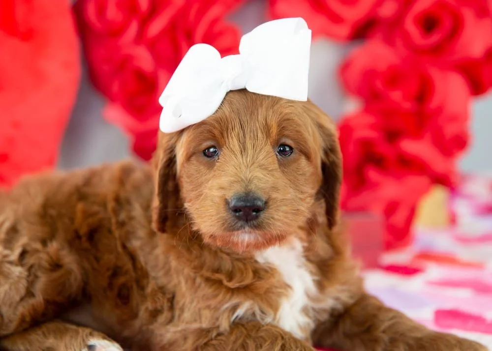 Lullaby goldendoodle for sale(4).jpg