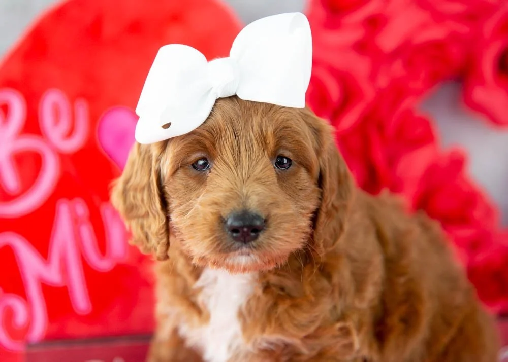 Lullaby goldendoodle for sale(2).jpg