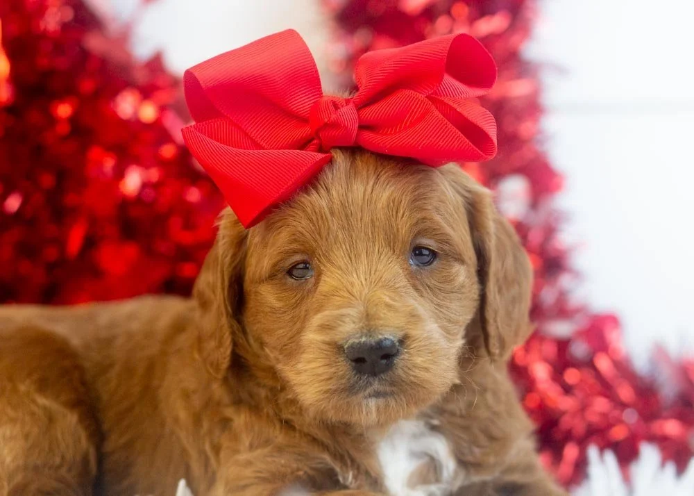 Lullaby goldendoodle for sale(1).jpg