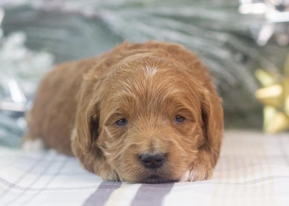 lullaby goldendoodle for sale(1).jpg
