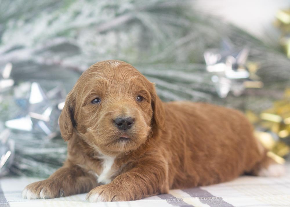 lullaby goldendoodle for sale(3).jpg