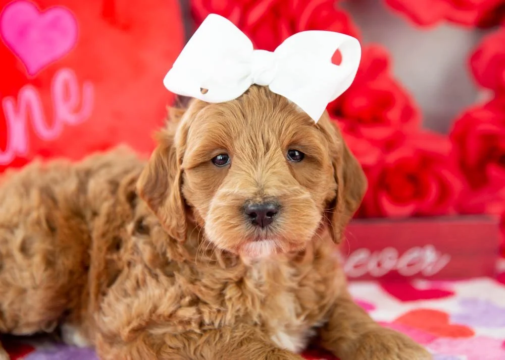 Melody goldendoodle for sale(4).jpg