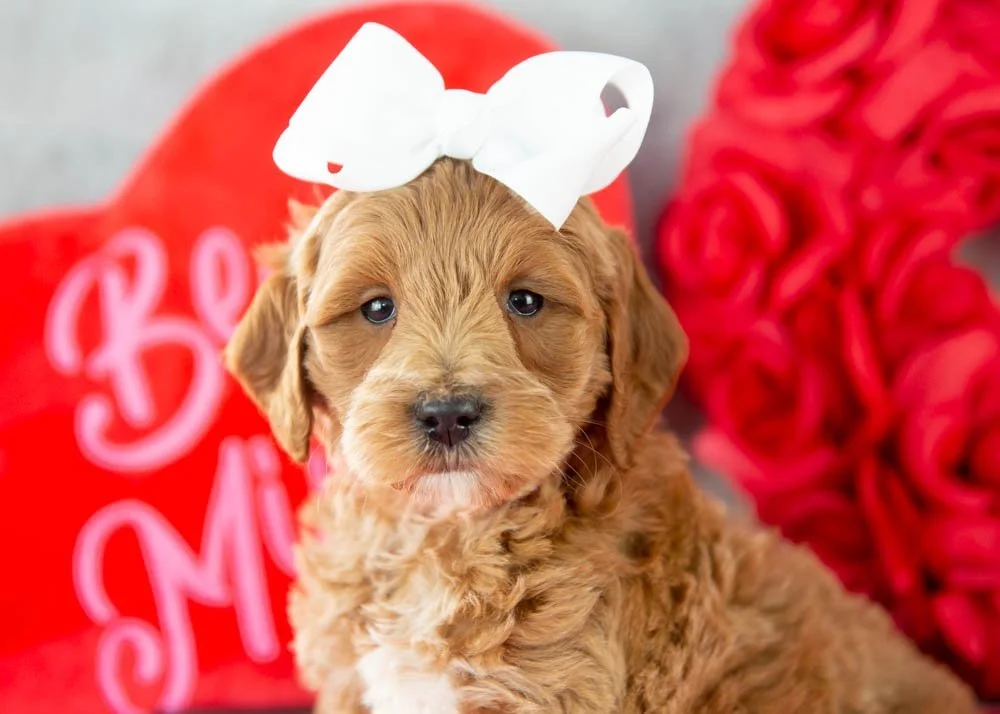Melody goldendoodle for sale(2).jpg