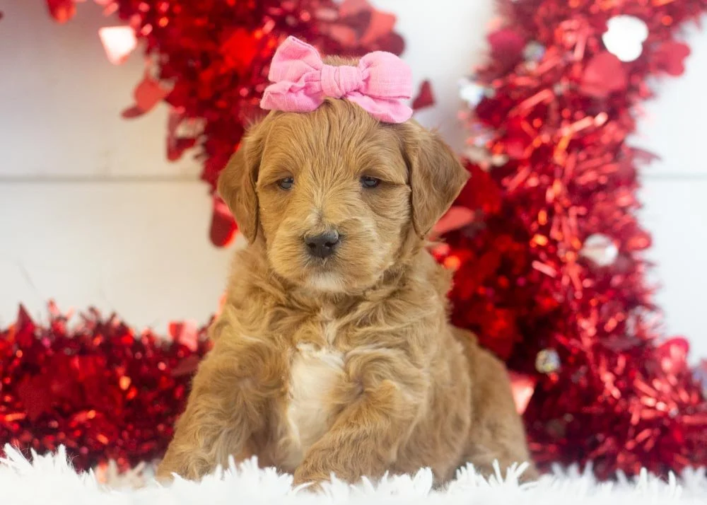 Melody goldendoodle for sale(3).jpg