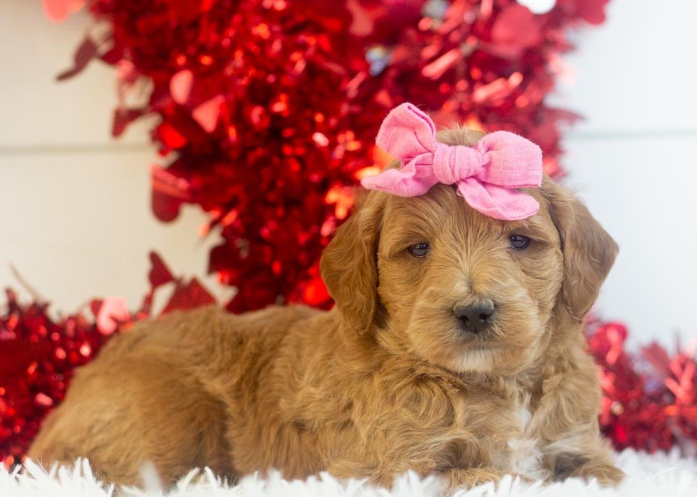 Melody goldendoodle for sale(2).jpg