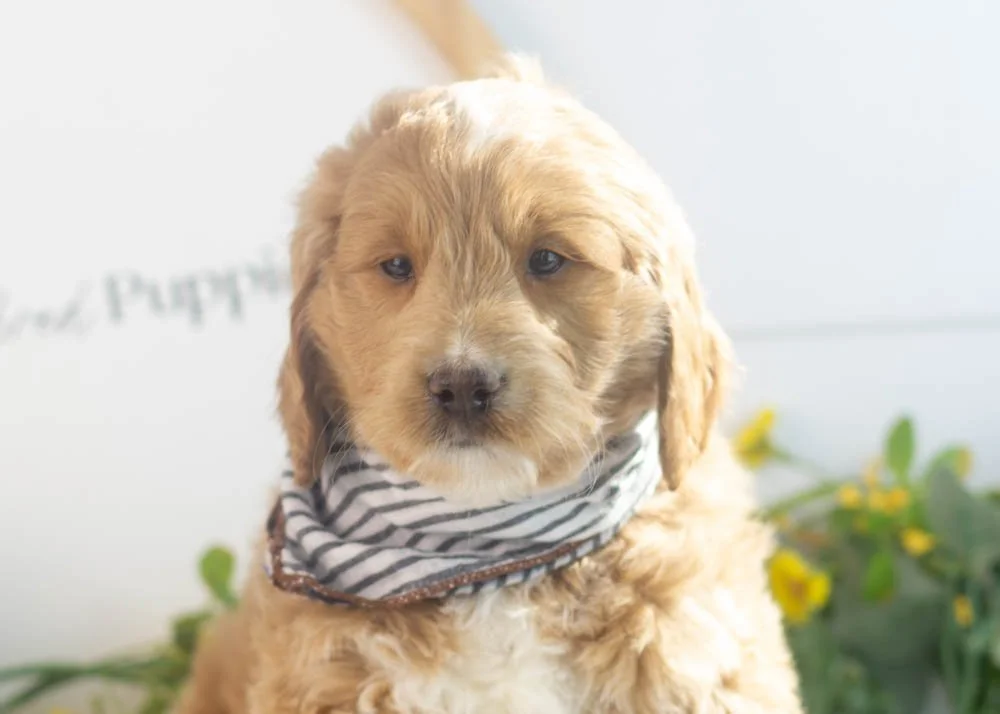 Snare goldendoodle for sale(3).jpg