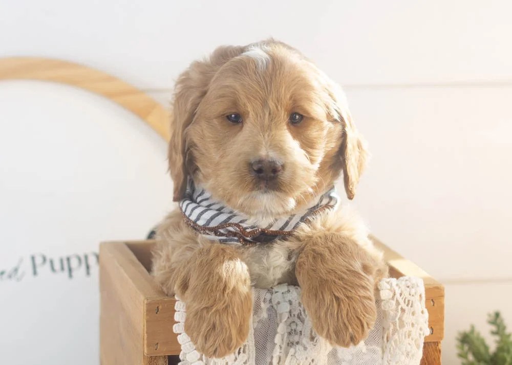 Snare goldendoodle for sale(1).jpg