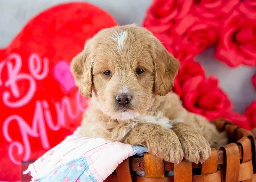 Snare goldendoodle for sale(1).jpg