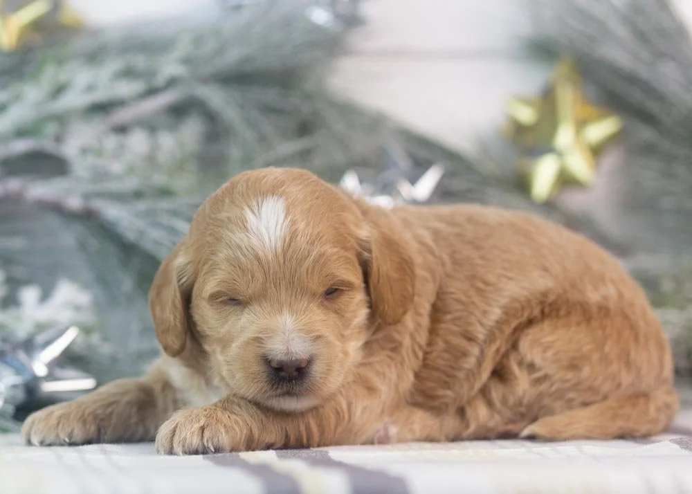 snare goldendoodle for sale.jpg