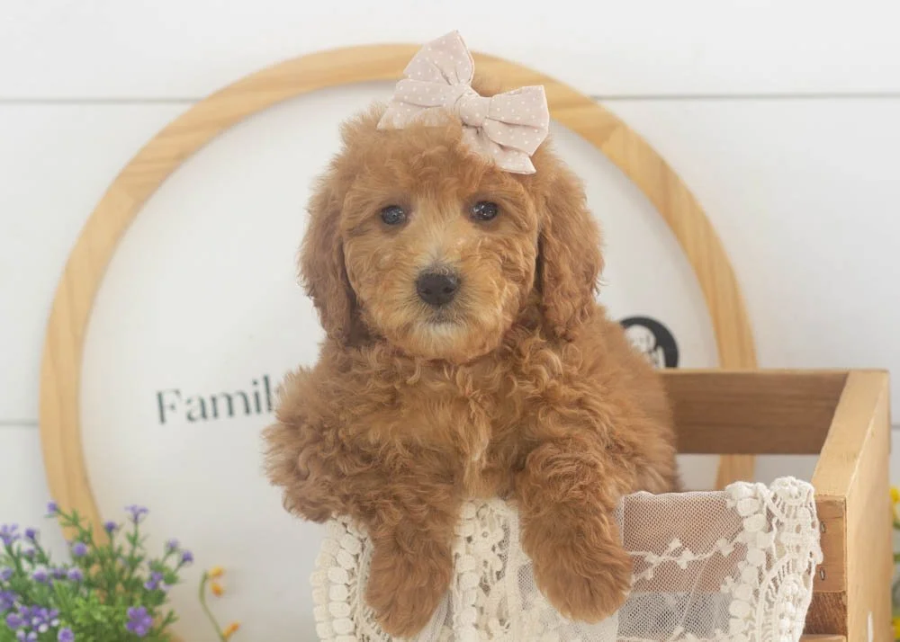 Lillian goldendoodle for sale.(1).jpg