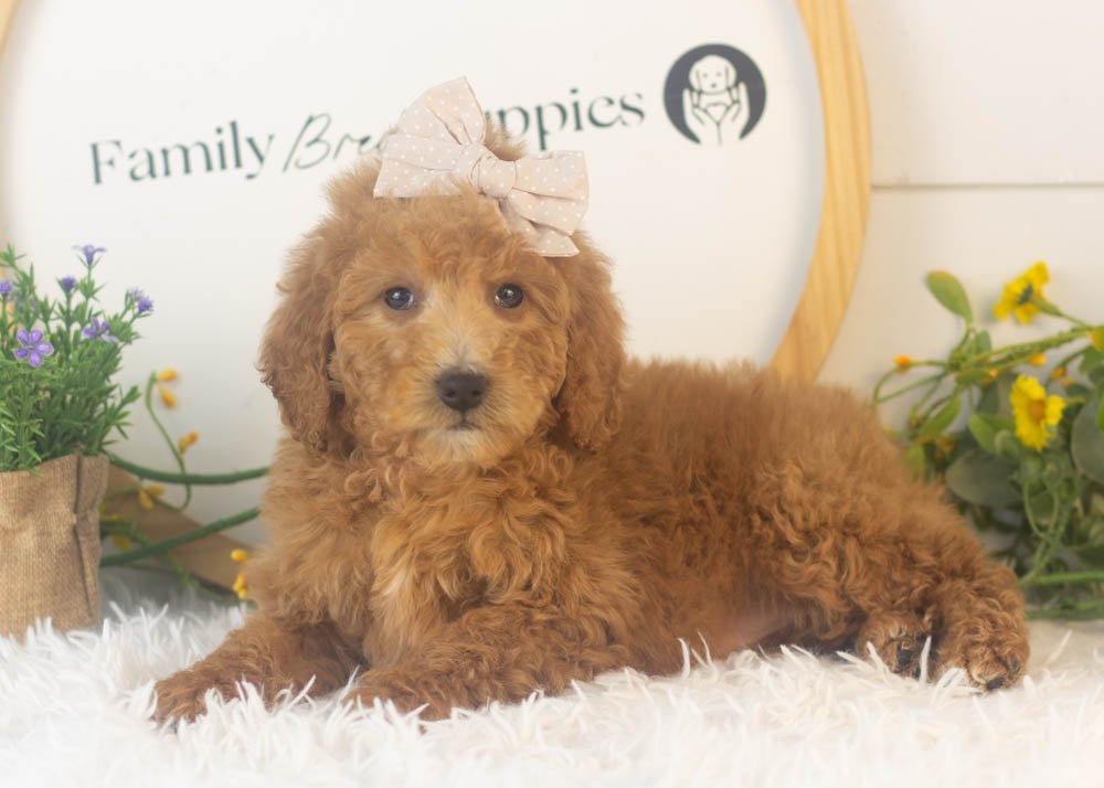 Lillian goldendoodle for sale.jpg
