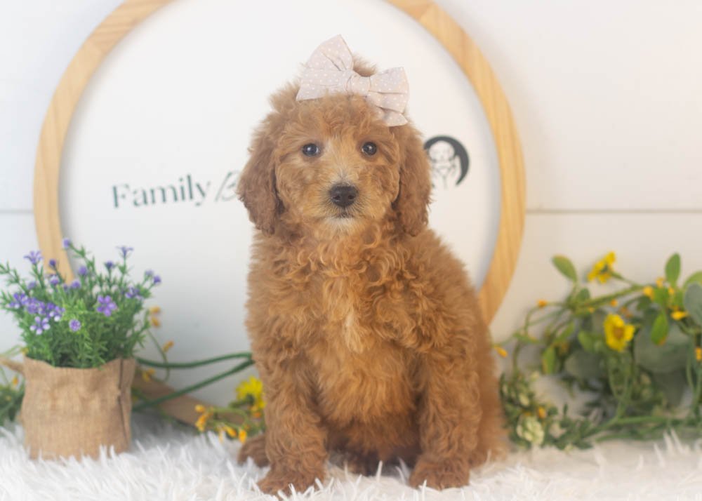 Lillian goldendoodle for sale..jpg