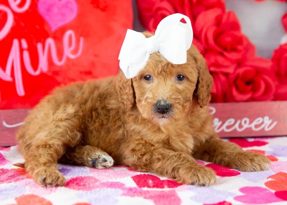 Lillian goldendoodle for sale.jpg