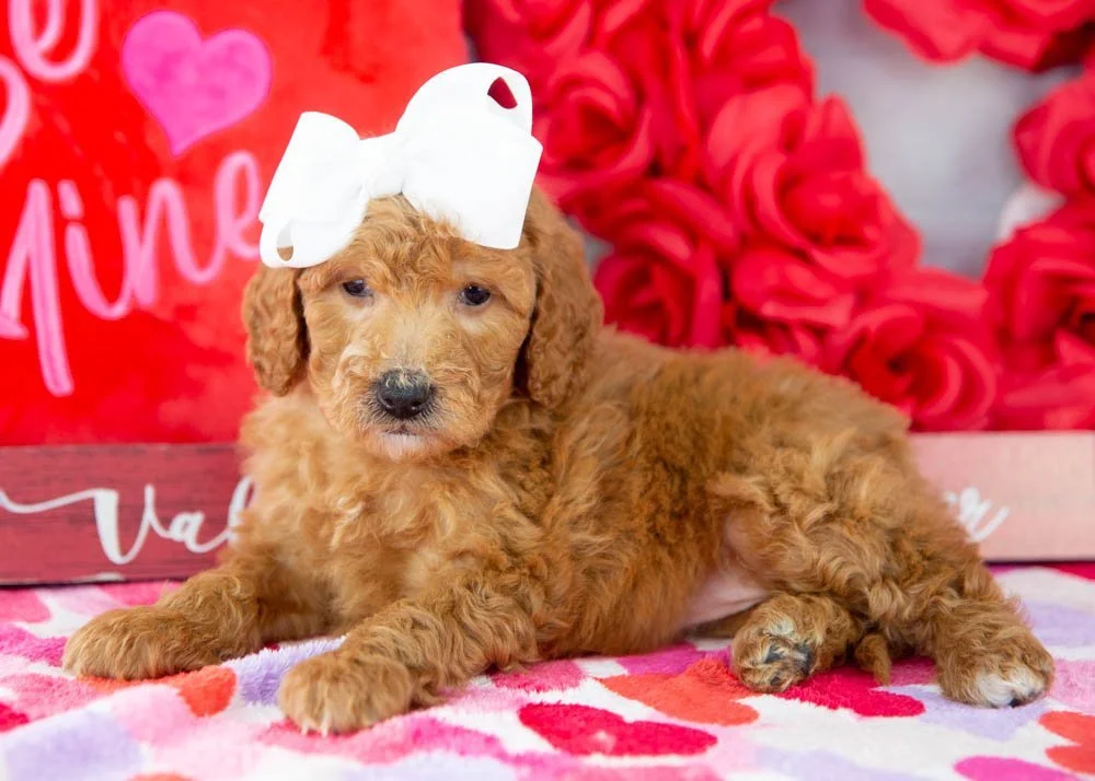 Lillian goldendoodle for sale(2).jpg