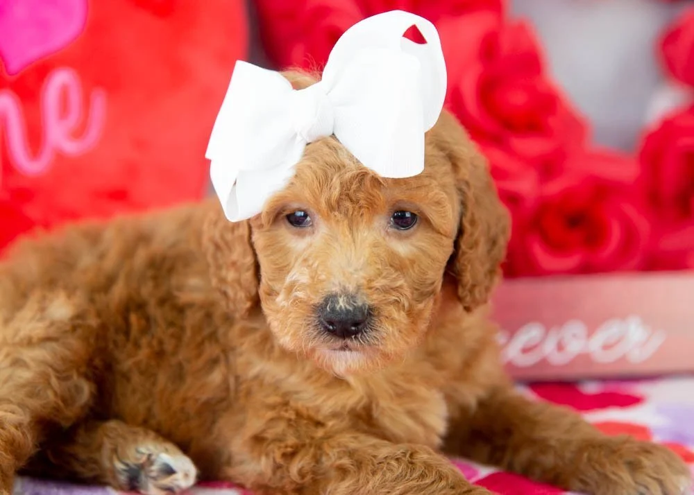 Lillian goldendoodle for sale(3).jpg