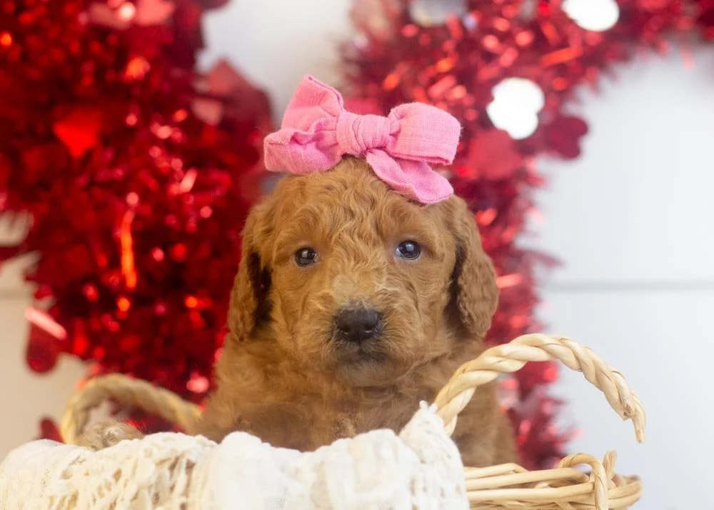 Lillian goldendoodle for sale.jpg