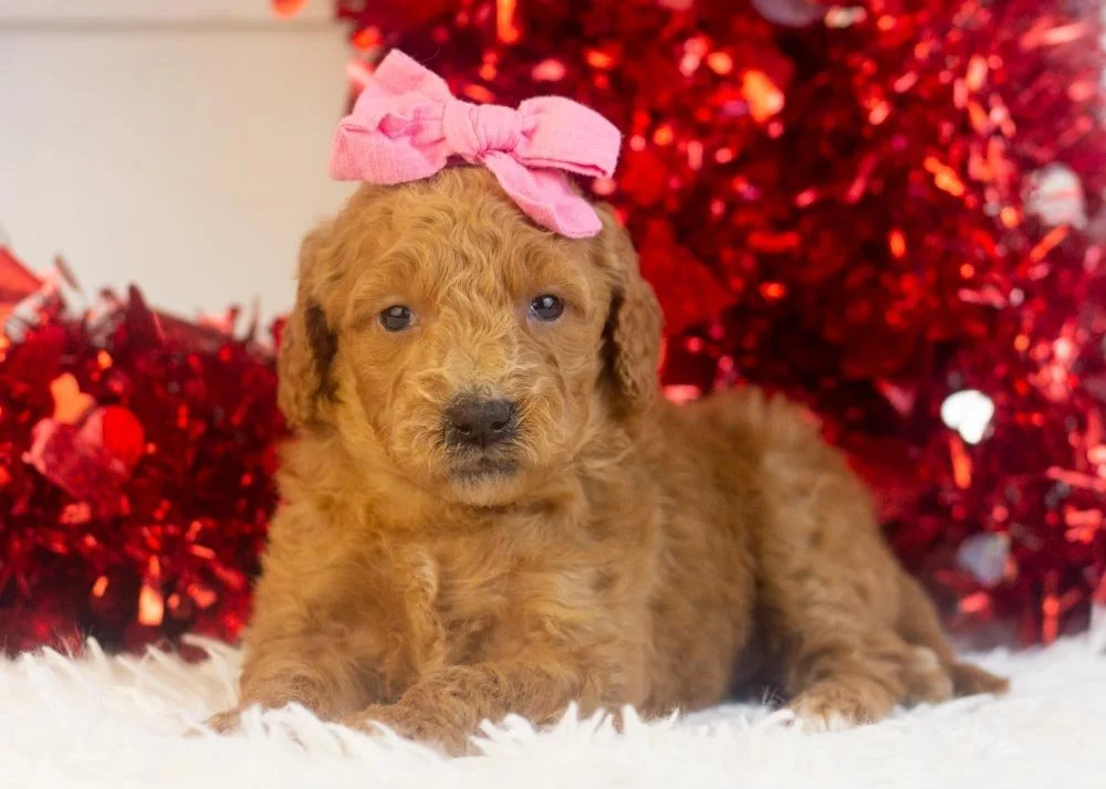 Lillian goldendoodle for sale(3).jpg