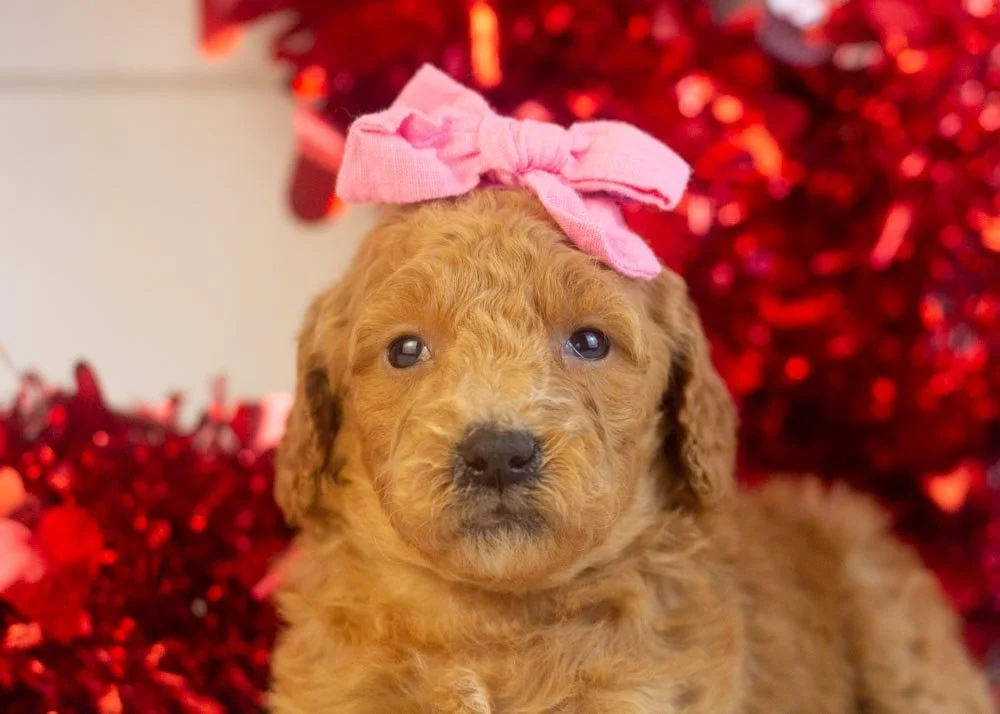 Lillian goldendoodle for sale(2).jpg