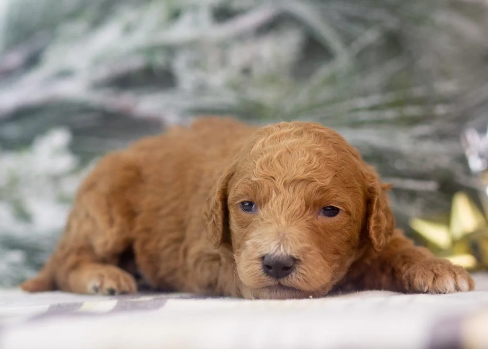 Lillian goldendoodle for sale(2).jpg