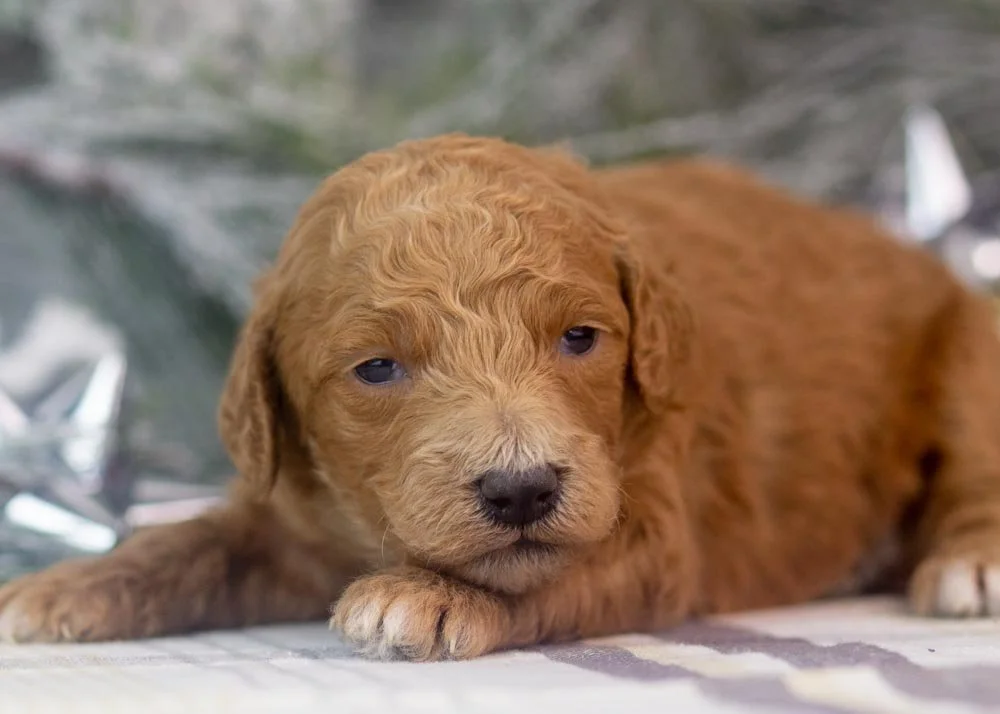 Lillian goldendoodle for sale(3).jpg