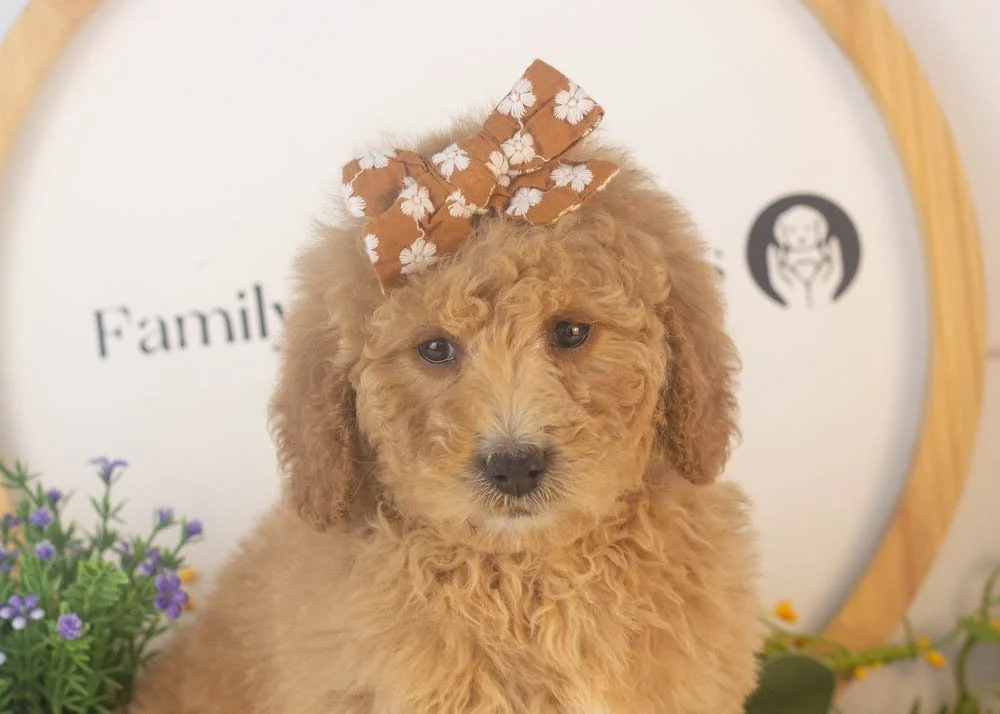Lindsey goldendoodle for sale(2).jpg