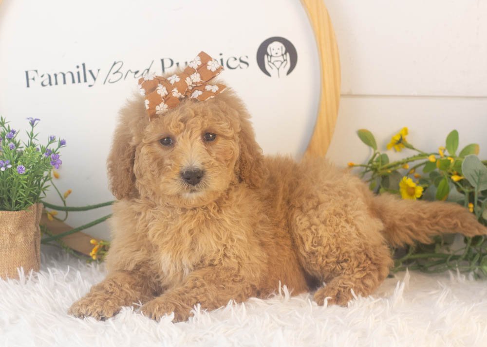 Lindsey goldendoodle for sale.jpg