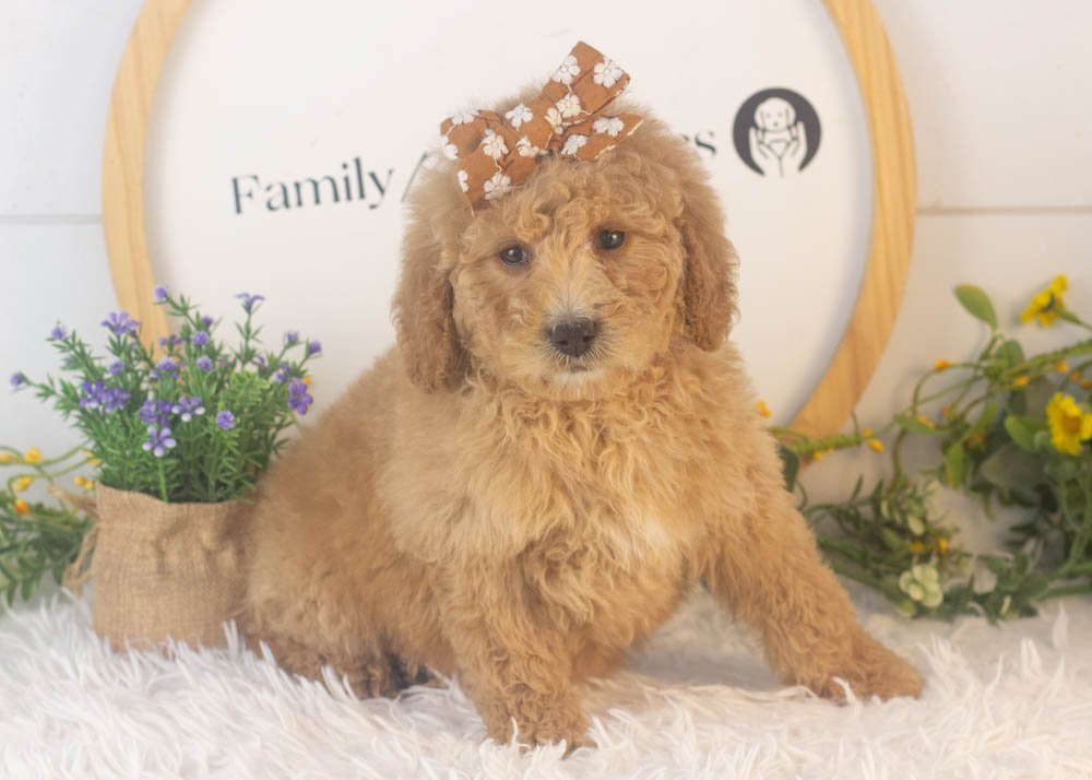 Lindsey goldendoodle for sale..jpg