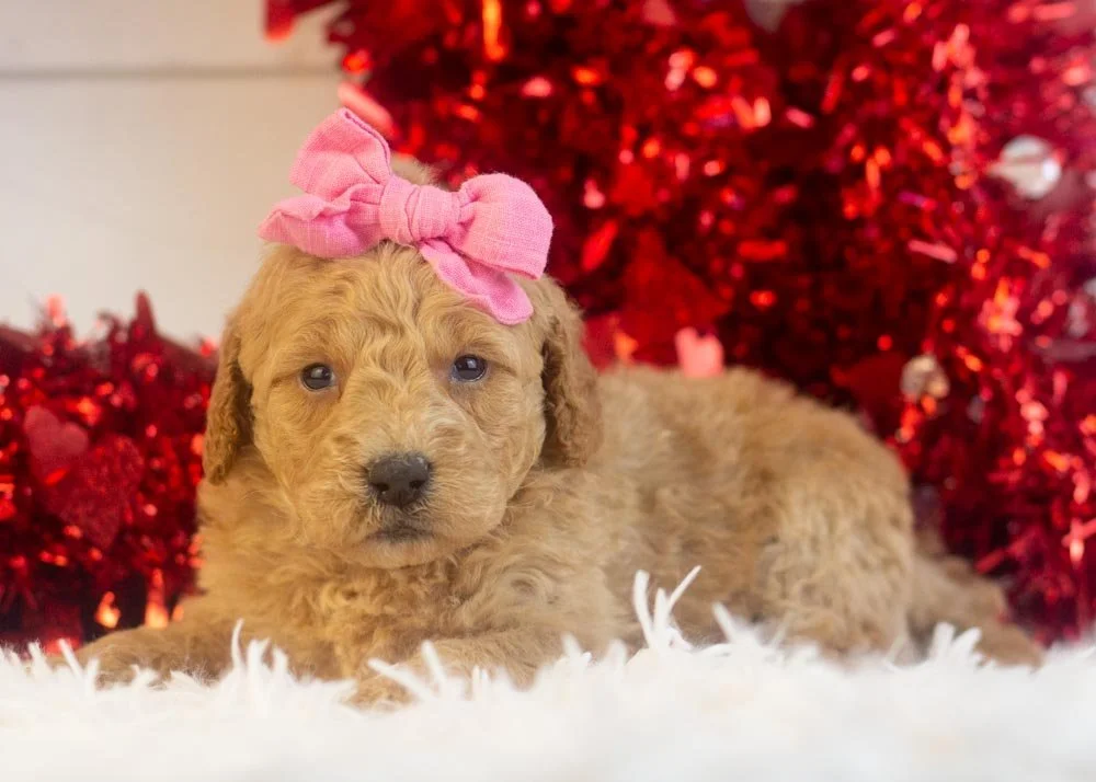 Lindsey goldendoodle for sale(3).jpg