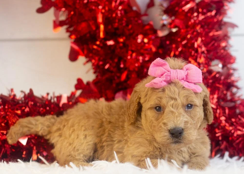 Lindsey goldendoodle for sale(2).jpg