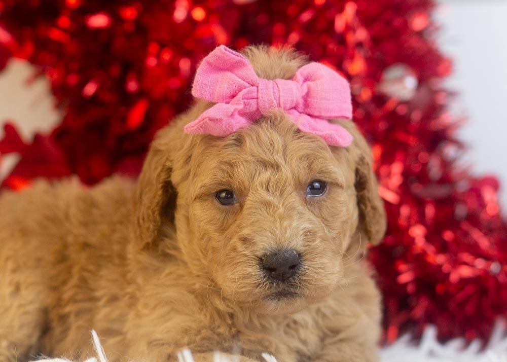 Lindsey goldendoodle for sale(1).jpg