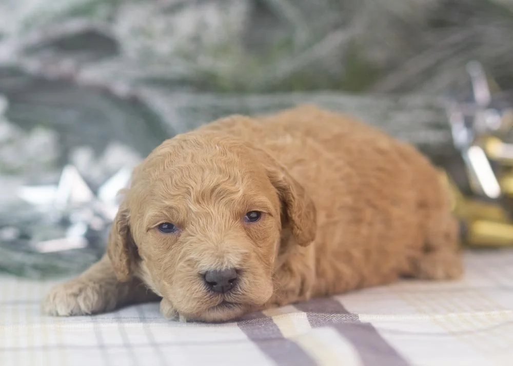 Lindsey goldendoodle for sale.jpg