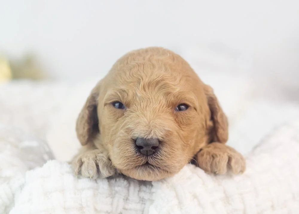 Lindsey goldendoodle for sale(1).jpg