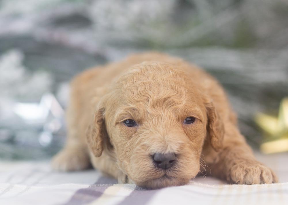 Lindsey goldendoodle for sale(2).jpg