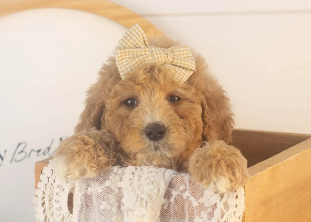Lucille goldendoodle for sale(1).jpg